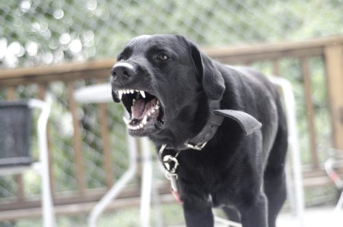 Black Lab Barking Stock Photo