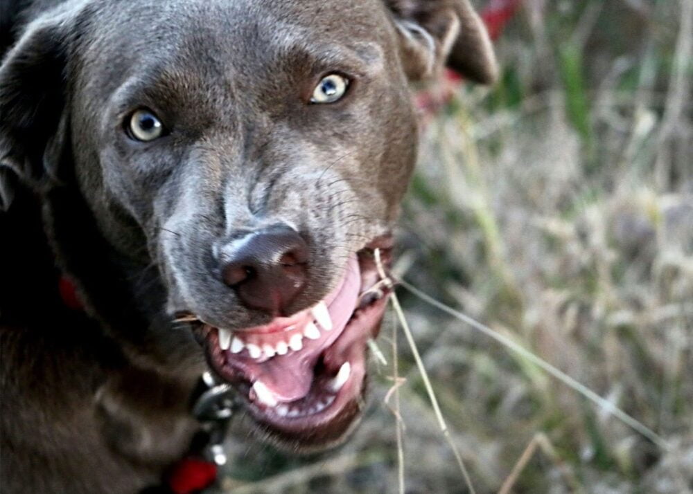 Close-up of Silver Labrador with green eyes, snarling and growling.