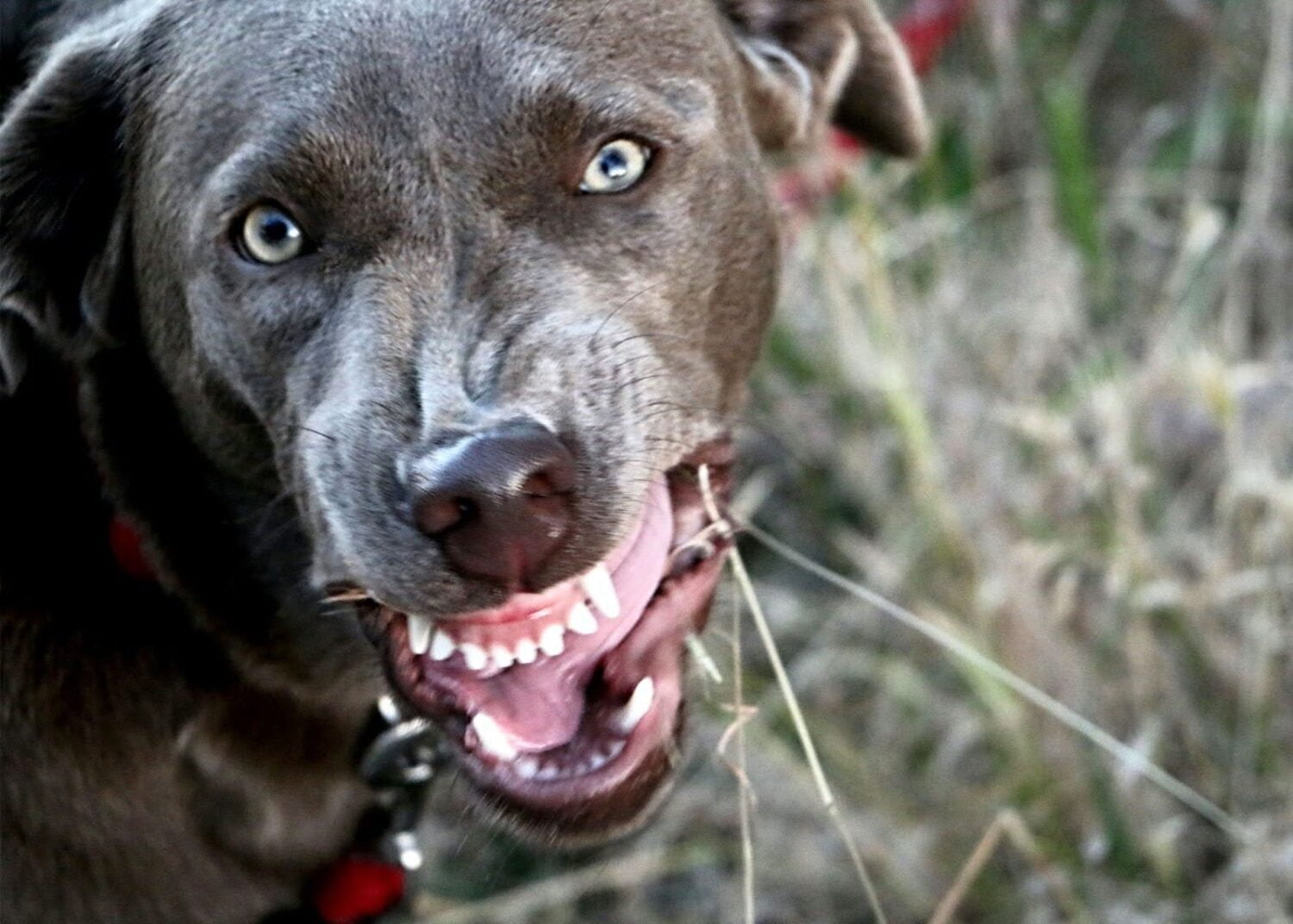 Close-up of Silver Labrador with green eyes, snarling and growling.