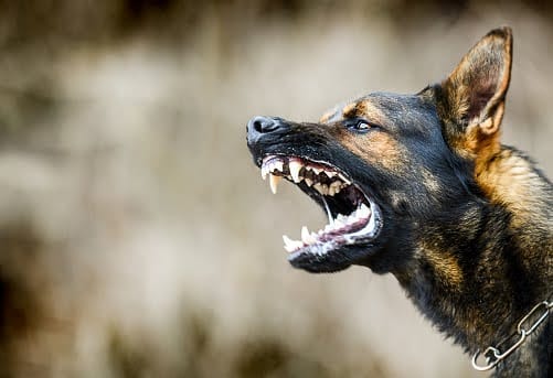 An aggressive German Shepherd dog baring its teeth.