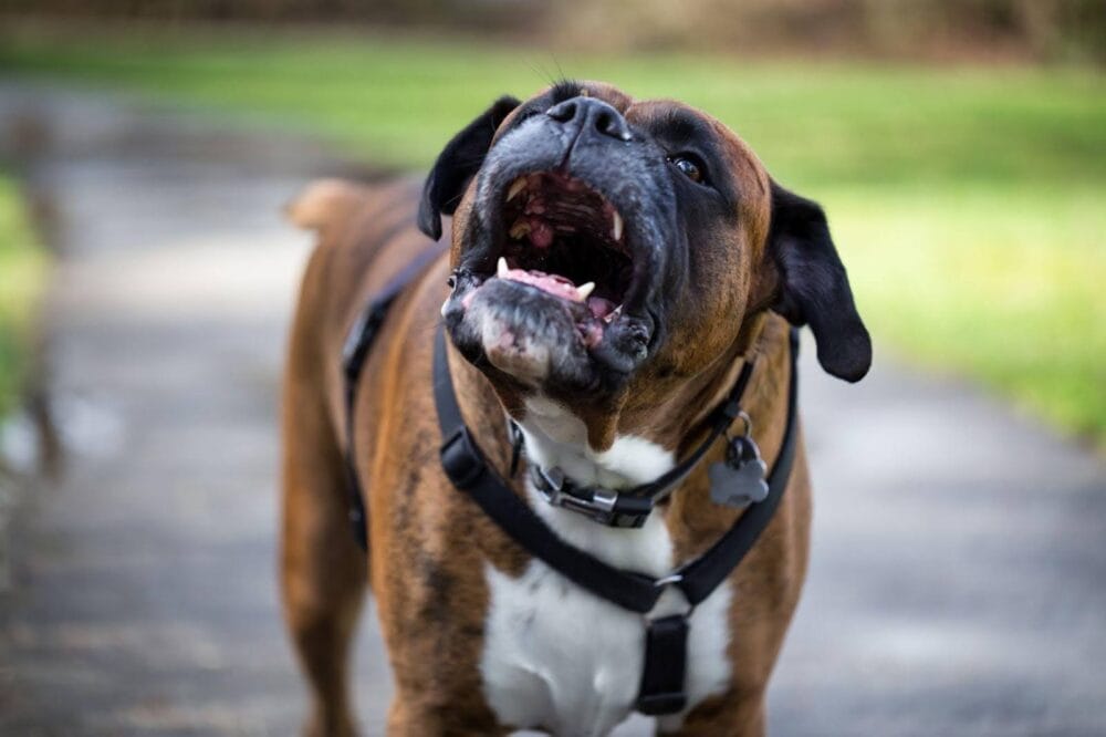 Close-up of a boxer dog barking