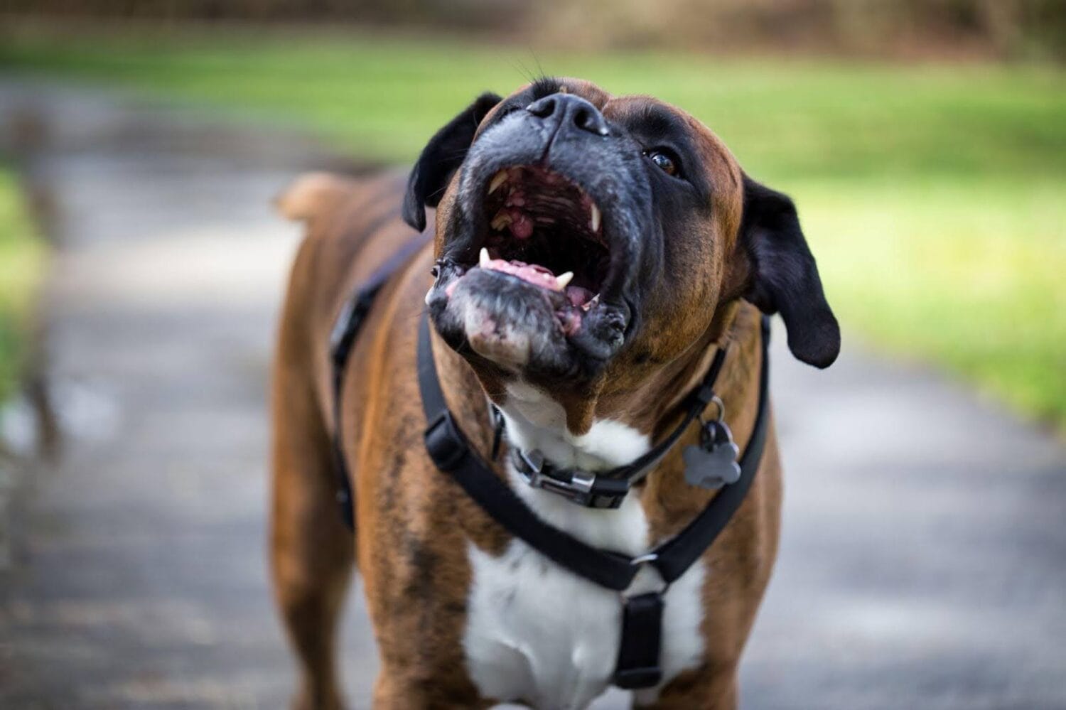 Close-up of a boxer dog barking